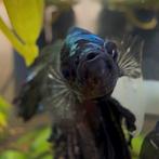 Halfmoon Betta man – Zwart/Turquoise 7 mnd oud, Vis