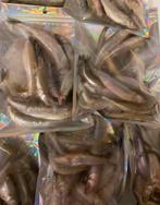 Doodaas spiering, Watersport en Boten, Ophalen, Overige typen