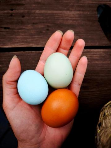 Broedeieren Marans Easter Egger kleurlegger beschikbaar voor biedingen
