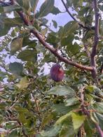 2 fruitbomen - Pruimboom - Pruimenboom, Ophalen, Overige soorten, 250 tot 400 cm
