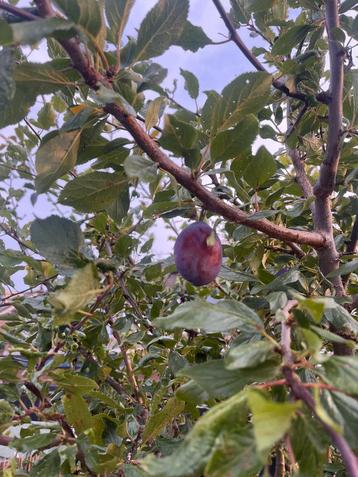 2 fruitbomen - Pruimboom - Pruimenboom beschikbaar voor biedingen
