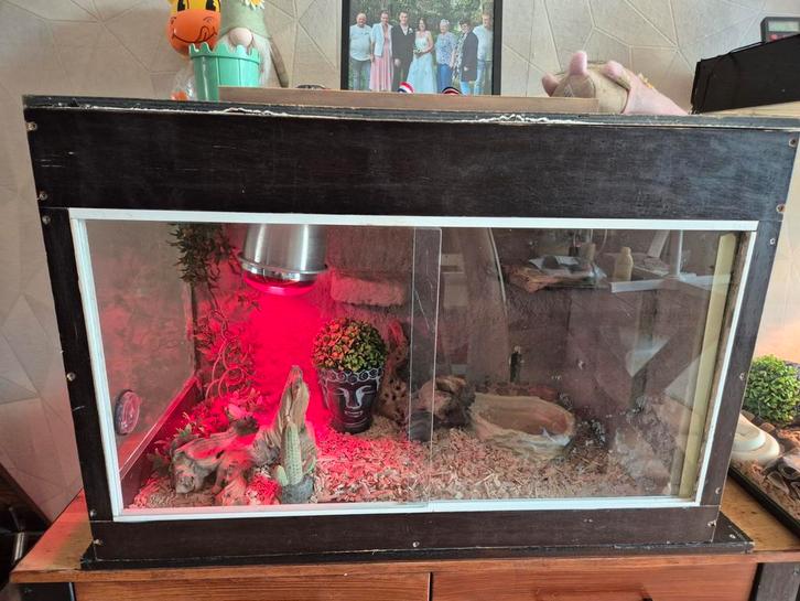 Terrarium met 2 slangen, Dieren en Toebehoren, Reptielen en Amfibieën | Toebehoren, Terrarium of Paludarium, Ophalen