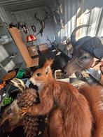 Opgezette eekhoorn taxidermie opgezette dieren, Verzamelen, Ophalen of Verzenden