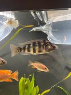 Placidochromis johnstoni Solo malawi cichlide, Vis, Zoetwatervis