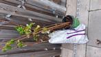 Frombosen, Tuin en Terras, Ophalen, Nieuw, 60 cm of meer, 60 tot 100 cm