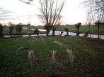 Wilgentenen knotwilgen wilgentakken wilgen wilgenschutting, Minder dan 3 meter, Hout, Ophalen
