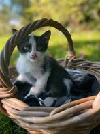 Kittens, mannetjes, zwart en zwart/wit, Dieren en Toebehoren, Katten en Kittens | Overige Katten, Meerdere dieren, Kortharig, 0 tot 2 jaar