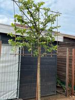 Mooie leilinde (teab), Tuin en Terras, Planten | Bomen, Ophalen, Overige soorten