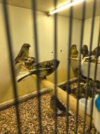 37 kanaries 250 euro, Dieren en Toebehoren, Vogels | Kanaries, Meerdere dieren, Kleurkanarie