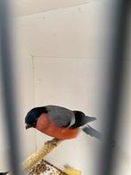 Noordse Goudvink man, Dieren en Toebehoren, Vogels | Overige Vogels, Mannelijk, Wildzangvogel