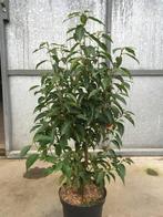 Portugese Laurier Prunus laurus Rhododendron Siergrassen, Ophalen, Laurier