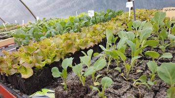 Groente planten vanaf €0,20