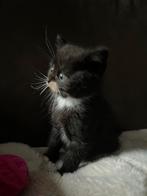 Lieve kittens, Dieren en Toebehoren, Katten en Kittens | Overige Katten, Meerdere dieren, 0 tot 2 jaar