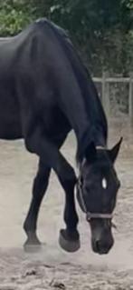 Lief weidemaatje coaching grondwerk paard, Ruin, Gechipt, 11 jaar of ouder