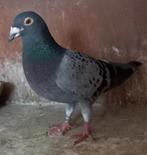 Postduif  duivin, Dieren en Toebehoren, Vogels | Duiven, Vrouwelijk, Postduif