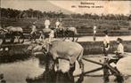 Nederlands Indië Buitenzorg - Bebouwing Sawah, Verzamelen, Verzenden, Voor 1920, Gelopen