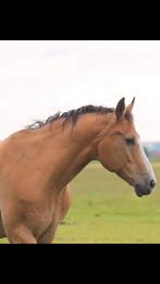 New forest, Dieren en Toebehoren, Ruin, Recreatiepaard