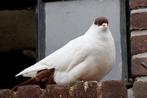 Helmduiven duif, Dieren en Toebehoren, Vogels | Duiven, Meerdere dieren, Overige soorten