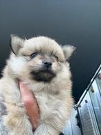 Pomchi pups, Dieren en Toebehoren, Honden | Chihuahua's en Gezelschapshonden, Rabiës (hondsdolheid), 8 tot 15 weken, Meerdere