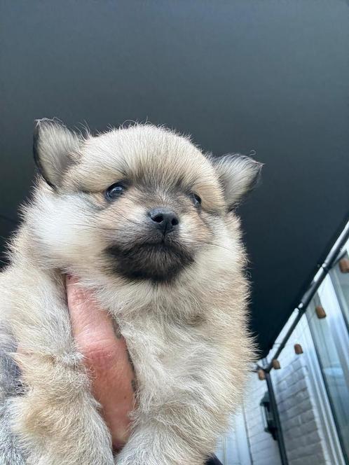 Pomchi pups, Dieren en Toebehoren, Honden | Chihuahua's en Gezelschapshonden, Reu, Overige rassen, Particulier, Meerdere, Nederland