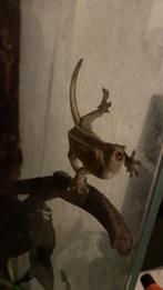 Loui de winper gecko, Dieren en Toebehoren, Hagedis
