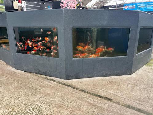 Japanse koi, Dieren en Toebehoren, Vissen | Vijvervissen, Karper of Koi