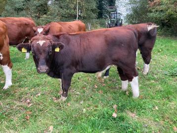 Brandrode stierkalf beschikbaar voor biedingen