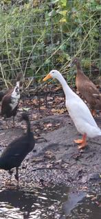 5 loopeenden 4 vrouw 1 man., Dieren en Toebehoren, Pluimvee, Meerdere dieren, Eend