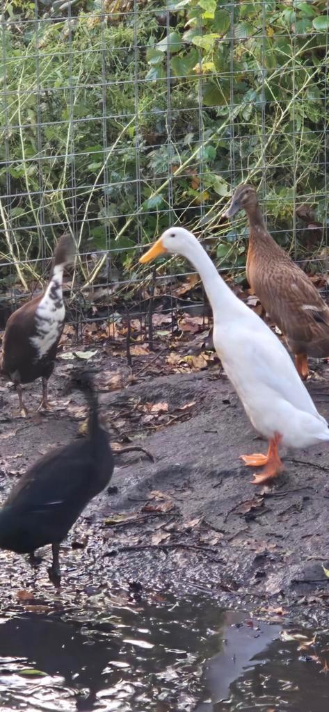 5 loopeenden 4 vrouw 1 man., Dieren en Toebehoren, Pluimvee, Eend, Meerdere dieren
