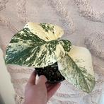 Monstera mint monster, Ophalen of Verzenden, Overige soorten, Minder dan 100 cm
