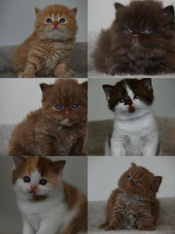 Healthy, Cuddly British Longhair & Shorthair Kittens beschikbaar voor biedingen
