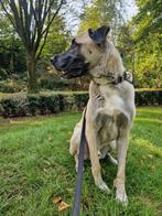 Honden uitlaat service / oppas voor grote honden, Nieuw, Ophalen of Verzenden, Kangal, Kangal