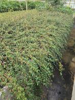 Cotoneaster suesicus Coral Beauty stek. Bodembedekker, Ophalen, Overige soorten, Struik, Minder dan 100 cm