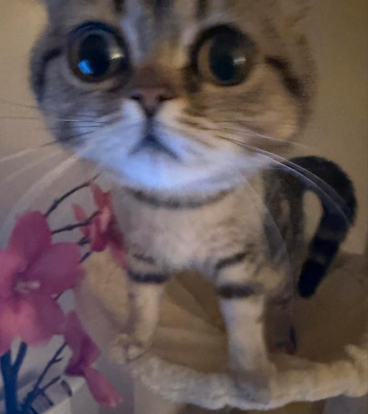 1-jarige lieve poes te koop, Dieren en Toebehoren, Katten en Kittens | Overige Katten, Poes