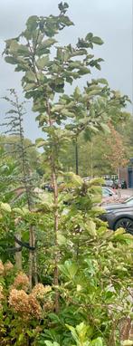 Zoete kers, inheemse kersenboom ca. 3,5 meter, Tuin en Terras, Planten | Bomen, Overige soorten, Lente, 250 tot 400 cm, Ophalen