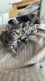 Lieve kittens te koop – 4 schattige jongetjes (vierling), Kater, Ontwormd, 0 tot 2 jaar