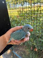 Jonge halsband parkieten, Dieren en Toebehoren, Vogels | Parkieten en Papegaaien, Meerdere dieren, Parkiet