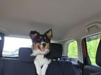 Australian shepperd/border collie mix, Dieren en Toebehoren, Honden | Niet-rashonden, 15 weken tot 1 jaar, Reu, Rabiës (hondsdolheid)