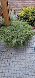 Coniferen in plantenbak, Tuin en Terras, Planten | Tuinplanten, Ophalen, Bloeit niet, Overige soorten, Halfschaduw