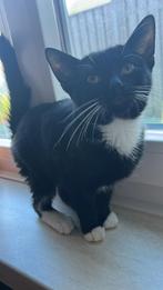 Nog 1 lieve sociale kitten, Dieren en Toebehoren, Katten en Kittens | Overige Katten, Poes, Kortharig, 0 tot 2 jaar