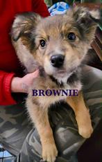 OP OP ZOEK NAAR EEN LIEF MAATJE? REUTJE OF TEEFJE? LEES MEE!, Particulier, 1 tot 2 jaar, Buitenland, Parvo