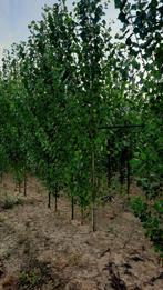 Populus nigra ‘Italica’. 🌿Italiaanse populier, Tuin en Terras, Planten | Bomen, Ophalen, Volle zon, Overige soorten