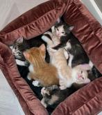 Europeese korthaar, 2 katers/3 poezen, Dieren en Toebehoren, Meerdere dieren, Kortharig, 0 tot 2 jaar