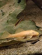 Baby albino Ancistrus dolichopterus, Dieren en Toebehoren, Vis