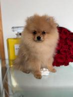 Pomeranian teacup boo pup pomeriaan bear mini FCI klein boo, Dieren en Toebehoren, Honden | Chihuahua's en Gezelschapshonden, Rabiës (hondsdolheid)