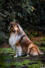 Schotse collie dekreu amerikaanse lijn, Dieren en Toebehoren, Particulier, België, 1 tot 2 jaar, Reu