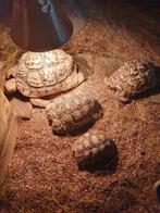 Te koop 4 pardalissen, Dieren en Toebehoren, Reptielen en Amfibieën, Schildpad, Tam, 7 tot 10 jaar