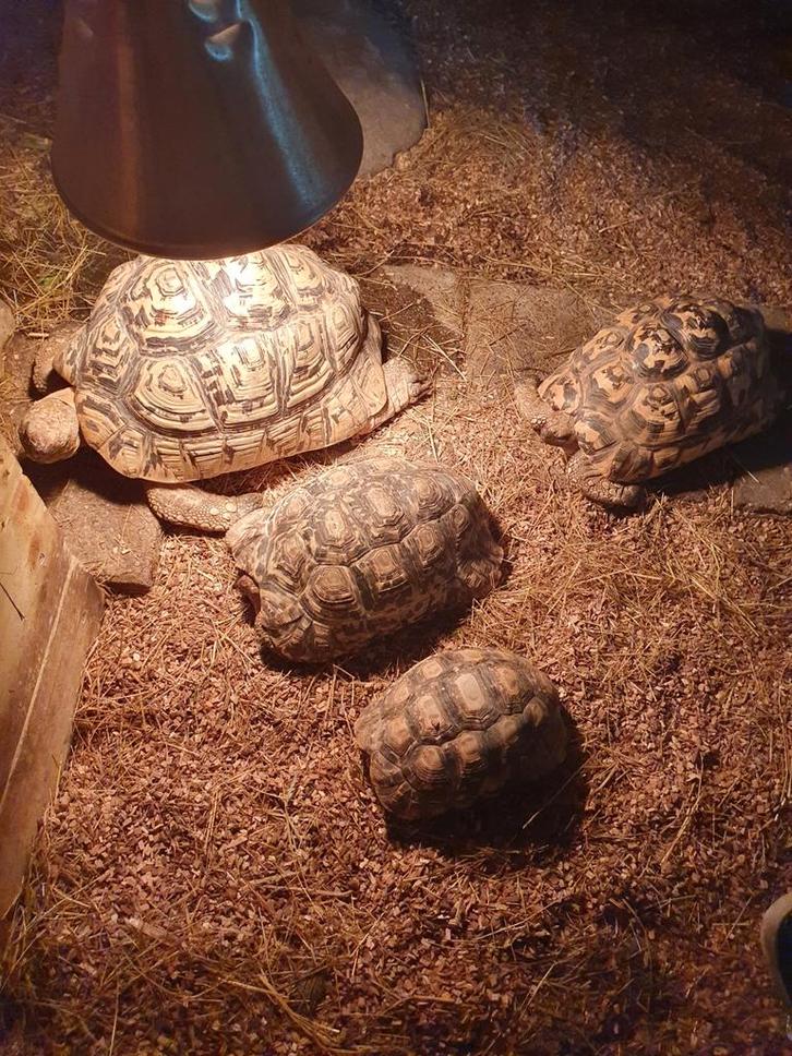 Te koop 4 pardalissen, Dieren en Toebehoren, Reptielen en Amfibieën, Schildpad, 7 tot 10 jaar, Tam