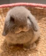 Raszuivere minilop / minilops, Dieren en Toebehoren, Konijnen, Meerdere dieren, Dwerg