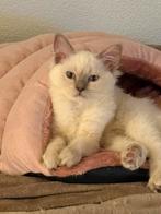 Prachtige Ragdoll kittens, Kater, Gechipt